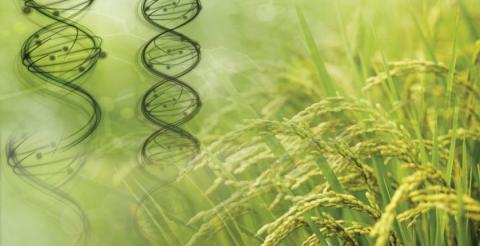 Генетичні варіанти дозволяють вченим передавати стійкість до іржі від однієї рослини до іншої Рис.1