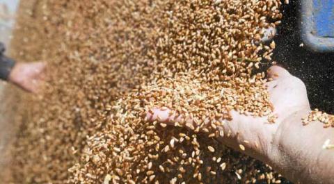 Індія вводить заборону на експорт пшениці Рис.1