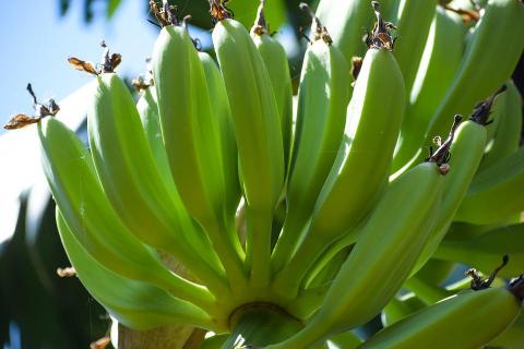 Іспанська компанія використовує нову технологію дозрівання бананів Рис.1