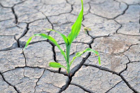 На Одещині триває ґрунтова засуха Рис.1