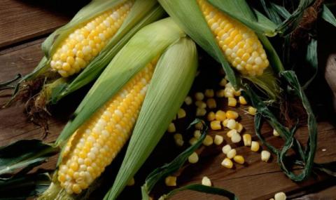 Падіння закупівельних цін на кукурудзу в Україні зупинилося Рис.1