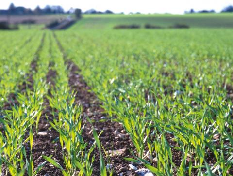 Сівба ярих зернових та зернобобових культур завершена на 78% Рис.1