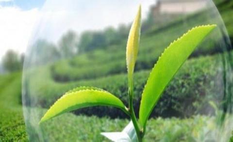 В травні рівень забезпеченості аграріїв засобами захисту рослин зріс до 75% Рис.1
