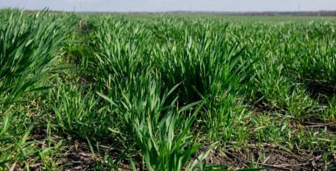 В Україні погода сприяє формуванню врожаю, а спека в Індії погіршує стан посівів Рис.1