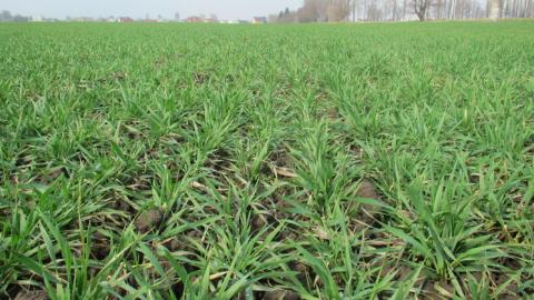 В Україні засіяли 188,6 тис. га ярої пшениці Рис.1