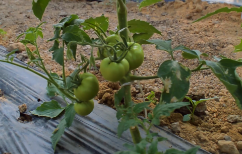 В Узбекистані представили сорт томатів «Універсал» Рис.1