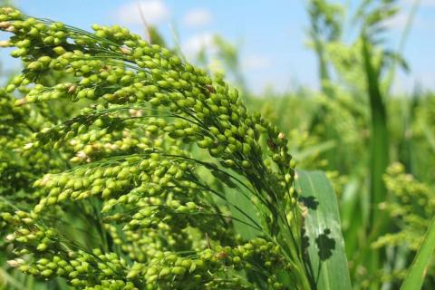 ВАР просить владу встановити квоту на експорт зерна проса у розмірі 80 тисяч тонн Рис.1
