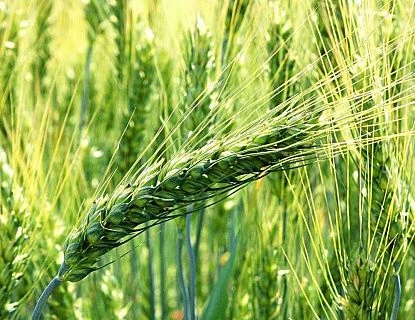 Вищі врожаї пшениці та вміст білка на горизонті,- вчені Рис.1