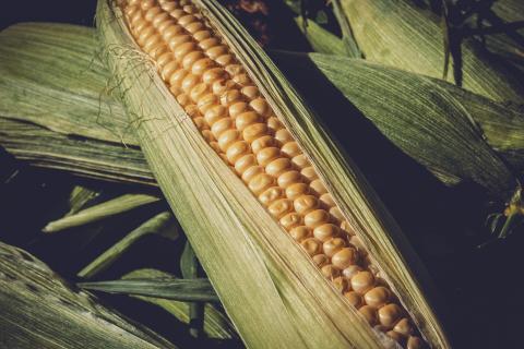 Зміна клімату особливо сильно вдарить по кукурудзяному поясу США,- дослідження Рис.1