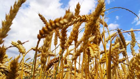 Австралія у 2022/23 МР чекає на великий урожай пшениці Рис.1