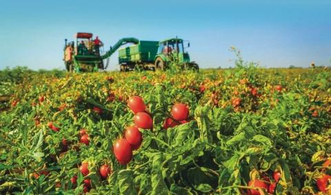 Через зміну клімату знизиться урожайність томатів Рис.1
