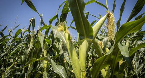 Генетично модифікована кукурудза не ушкоджує нецільові організми,-дослідження Рис.1
