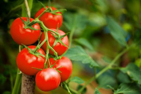 Геном дикого томату принесе користь одомашненим "побратимам" Рис.1