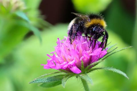 Гліфосат впливає на джмелів та бджіл,-дослідження Рис.1