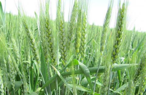 Китайські вчені вивели пшеницю з геном стійкості до стеблової іржі Рис.1