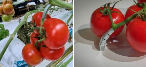 Металева ферма для томатів дозволяє позбавитися від пластику Рис.1