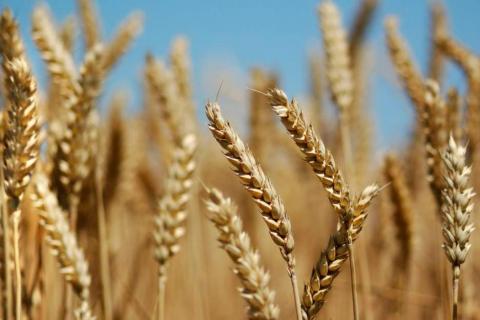 На ринку пшениці відбувається спекулятивне зниження котирувань Рис.1