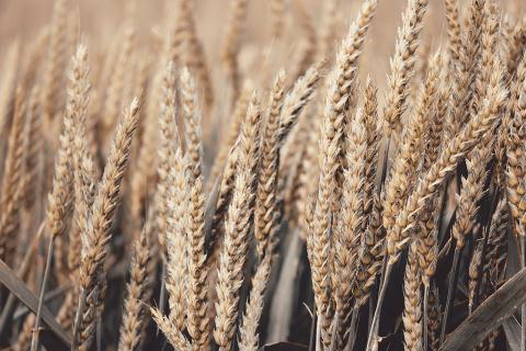 Світові ціни на пшеницю продовжують опускатися Рис.1