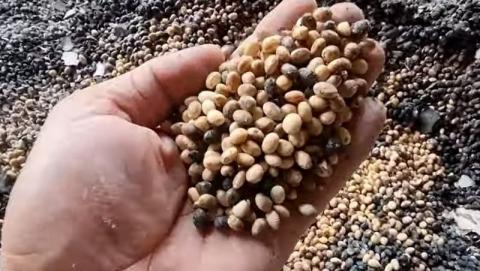 Український науковець спробує проростити вціліле насіння після авіабомбардування Рис.1