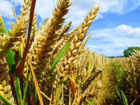В Бразилії тестують генетично модифіковану пшеницю Рис.1