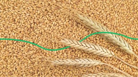В Україні знизились ціни на пшеницю Рис.1