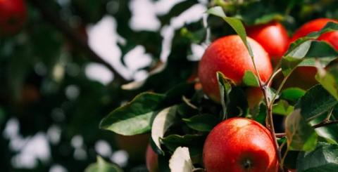 «Аграна Фрут Лука» позбавляється неактуальних сортів яблунь Рис.1
