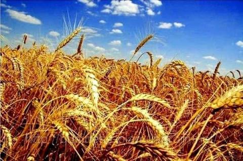 Аграрії Полтавщини намолотили понад 270 тисяч тонн ранніх зернових Рис.1