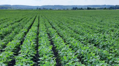 Агрофірма Астарти підтвердила статус виробника органіки Рис.1