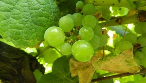 Бактеріальні екстракти нематод тестують в органічних виноградниках Іспанії Рис.1
