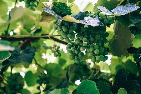 Дослідники знайшли ключ до вирішення серйозної проблеми з виноградом Рис.1