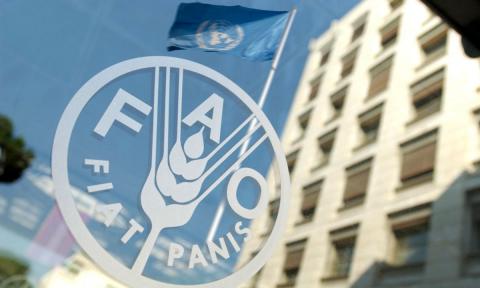 ФАО активізує зусилля для збереження майбутнього врожаю в Україні Рис.1