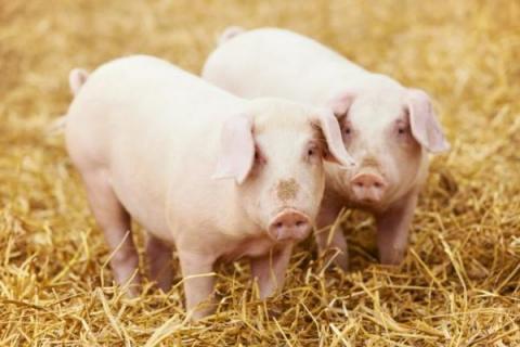 ФАО у партнерстві з ВАР та АСУ підтримуватимуть виробників свинини Рис.1