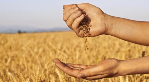 Фермери змушені продавати пшеницю, щоб розрахуватися з пайовиками Рис.1
