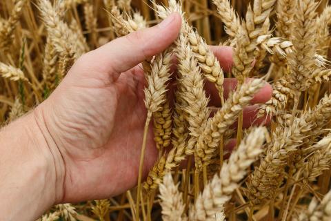 Кабмін скасував ліцензування експорту пшениці Рис.1