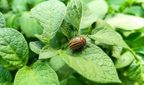 Колорадські жуки здатні відновлювати м'язи під час сну Рис.1