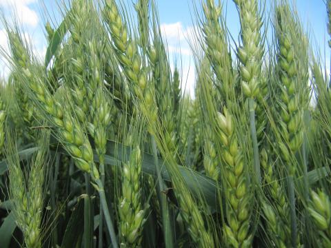 NASA спрогнозували врожайність озимої пшениці в Україні Рис.1