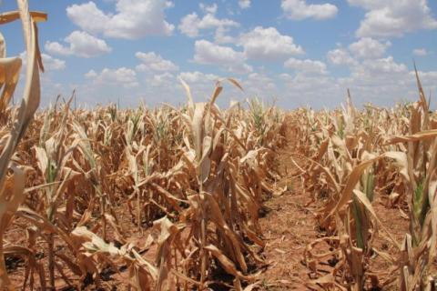 Нова хвиля спеки у США та Європі може погіршити стан посівів пізніх культур Рис.1
