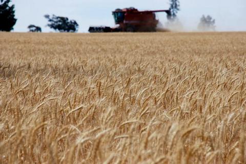Плани польових випробувань ГМО-пшениці в Австралії Рис.1
