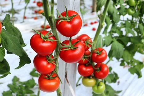 Сицилійські виробники навчилися справлятися з вірусом томатів ToBRFV Рис.1