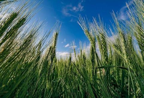 Syngenta виводить 3 сорти пшениці озимої Рис.1