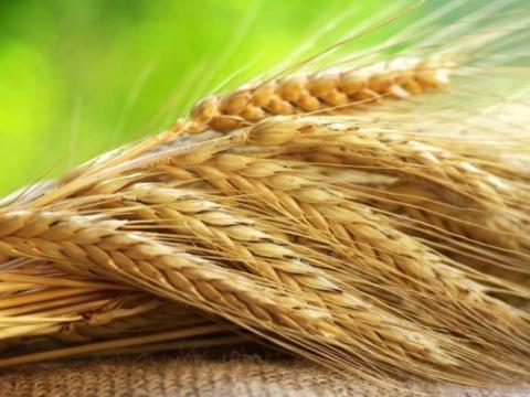 Уряд розблокував експорт жита та мінеральних добрив Рис.1