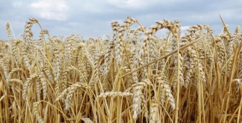 В Канаді площі під пшеницею сягнули найвищого рівня за 10 років Рис.1