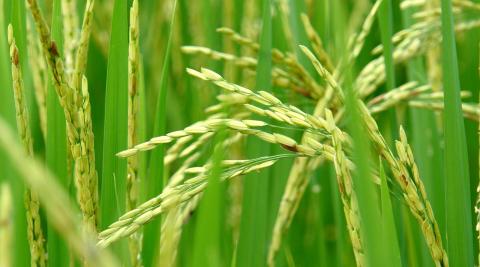 В Україні війна заблокувала вирощування рису Рис.1