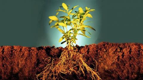 Вчені дослідили, як сконструювати коріння злаків Рис.1