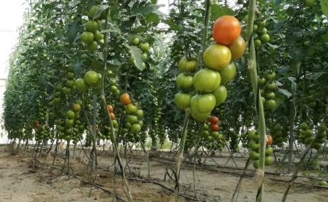 Вчені розробили біодобриво з використанням рослинних решток томатів Рис.1