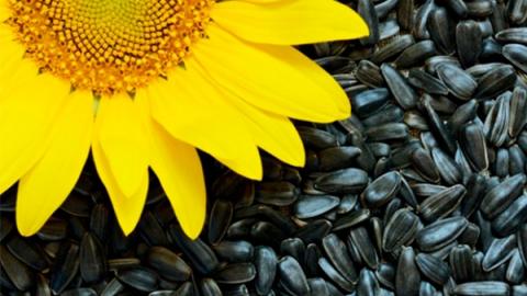 Вчені виявили джерело внутрішньої цвілі в насінні соняшнику Рис.1