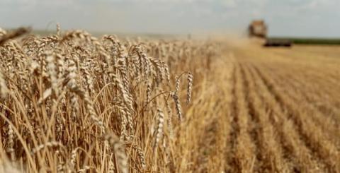 Врожай пшениці в цьому році на 40% менший минулорічного — Микола Сольський Рис.1