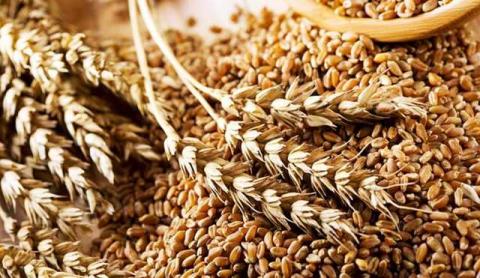 За місяць Україна експортувала понад 1 млн т зернових та зернобобових Рис.1