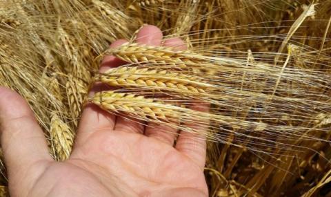 Закупівельні ціни на ячмінь та пшеницю в Україні продовжують падати Рис.1