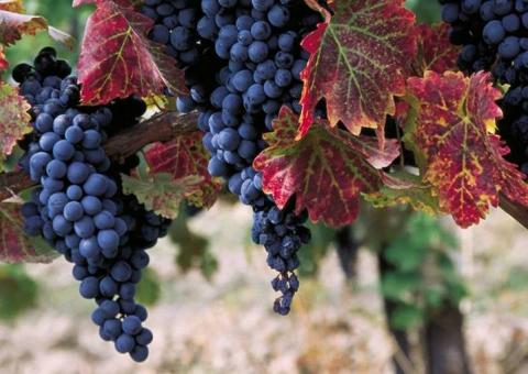 Затримка дозрівання винограду призводить до більш ароматного вина,-дослідження Рис.1